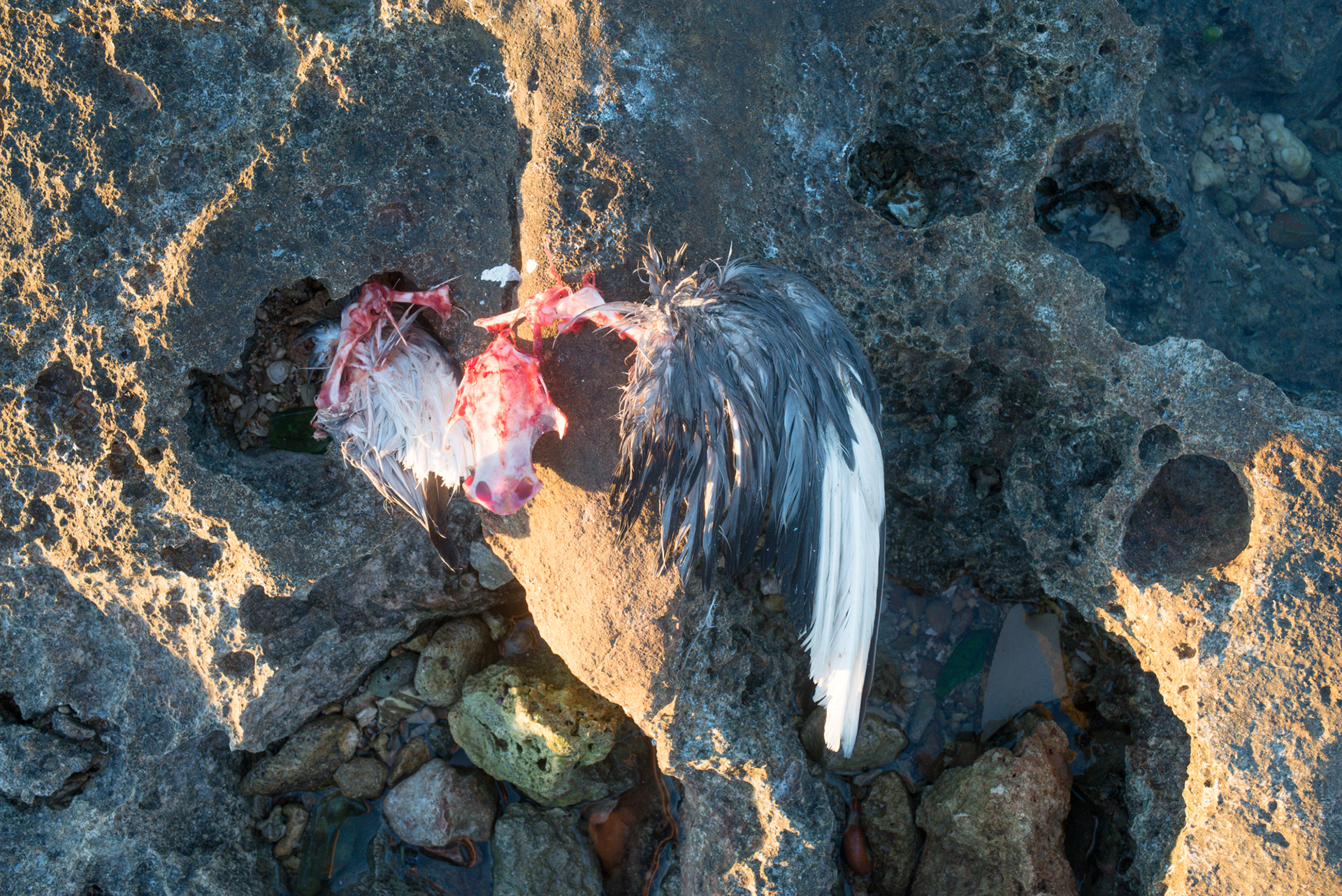 Alfredo_Ramos_Temporary_Refuges_05