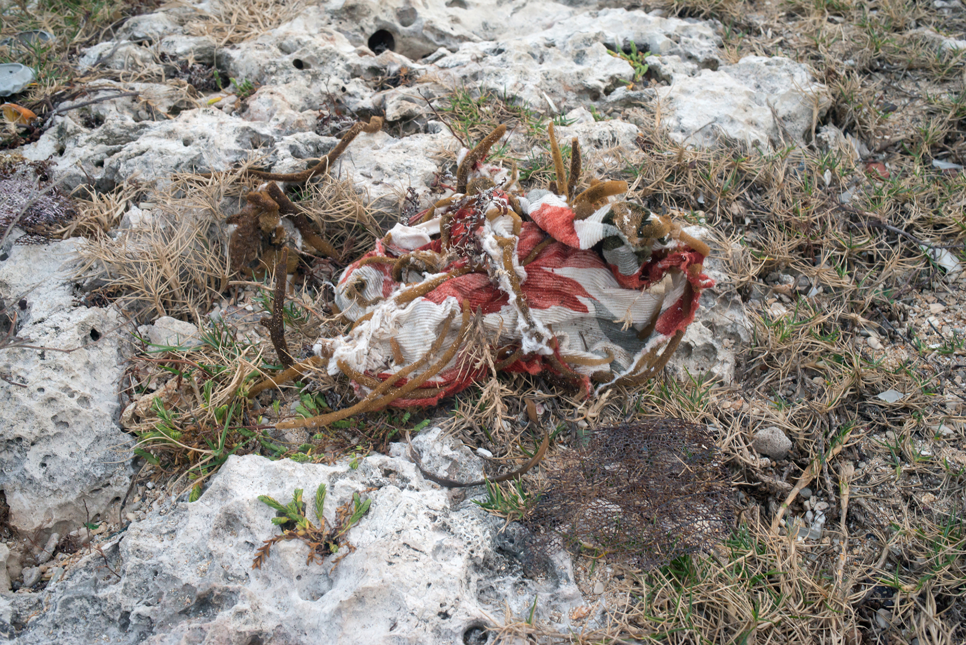 Alfredo_Ramos_Temporary_Refuges_07