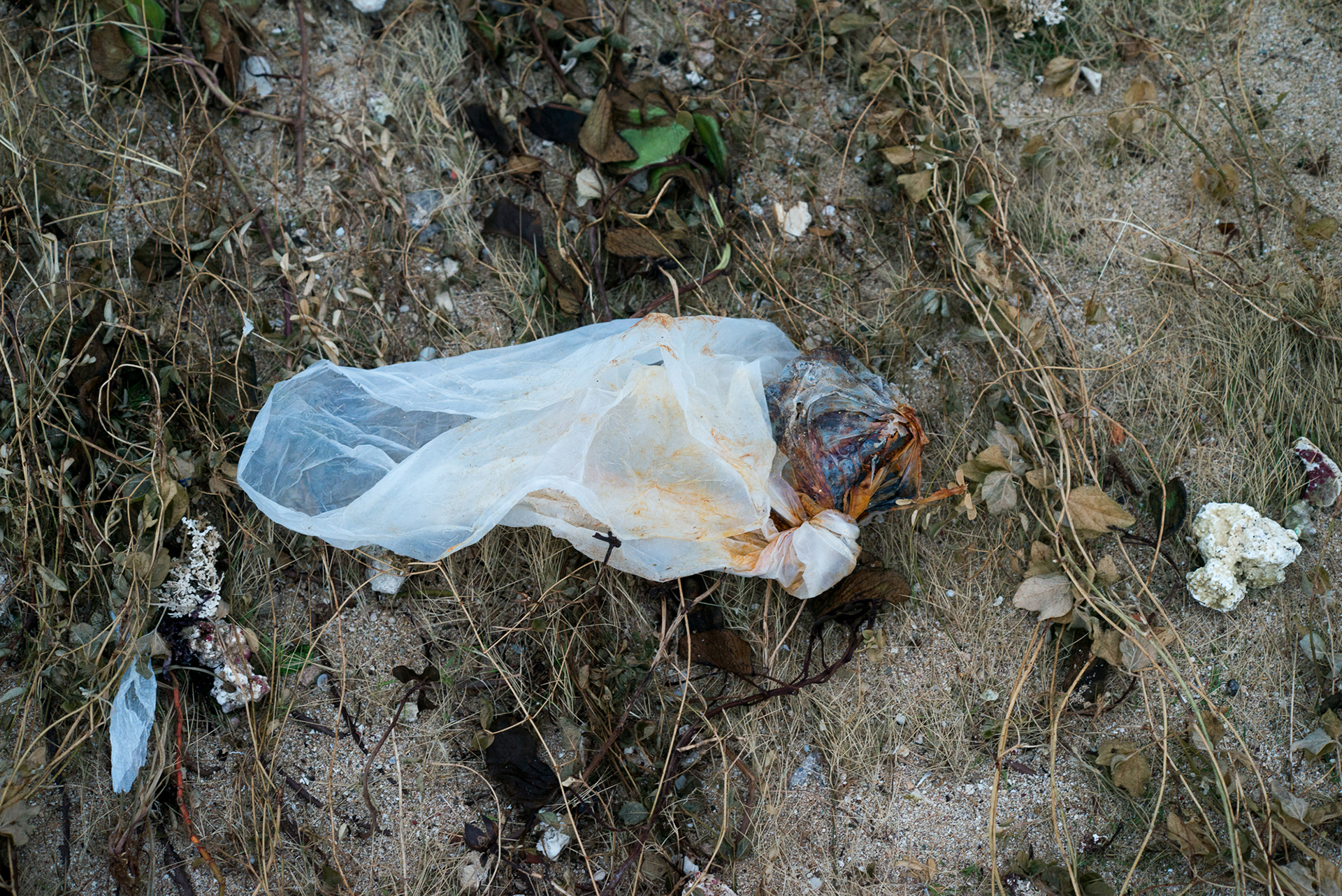 Alfredo_Ramos_Temporary_Refuges_09